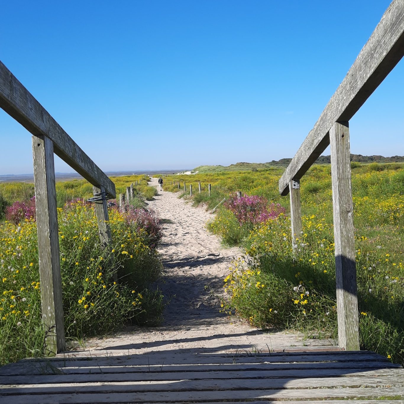 Es blüht am Osterhook SOMMER - Blick von der Aussichtsplattform am Osterhook Richtung Westen